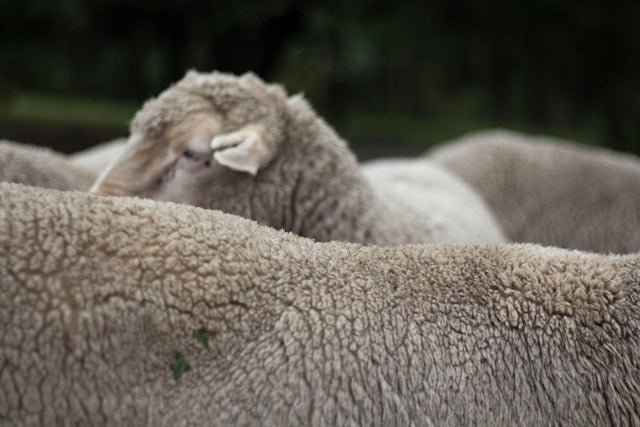 Wool Mattress Toppers and Premium Bedding Comfort